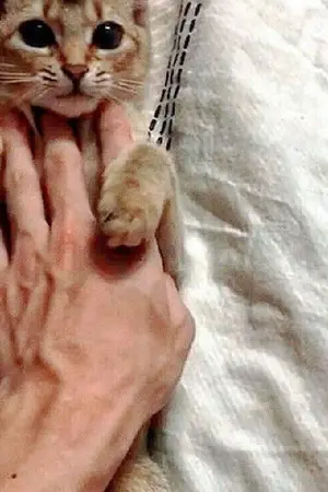 ปกนิยาย (The cat!) You are my heart : คุณดวงใจ ( wannaone × twice)