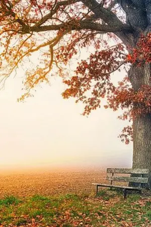 ปกนิยาย การกลับมาของนภา[fic reborn]