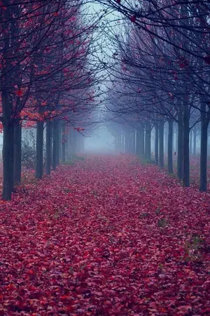 ปกนิยาย [ hakuoki ] The beginning of a crazy fallen angel (ชุดที่3)