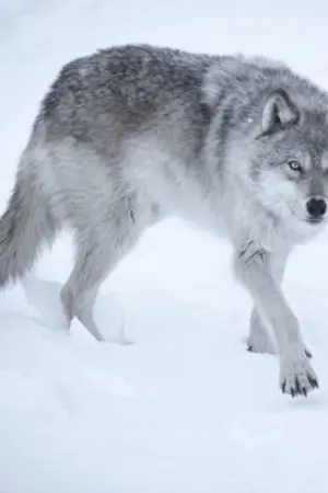 ปกนิยาย [END] Daehwi's wolf #หมาป่าของแดฮวี #จินฮวี