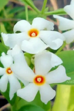 ปกนิยาย กรรณิกา (omegaverse) #ฮยอนอิน