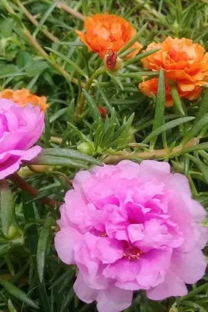 ปกนิยาย ตามล่าอีน่าหนอน