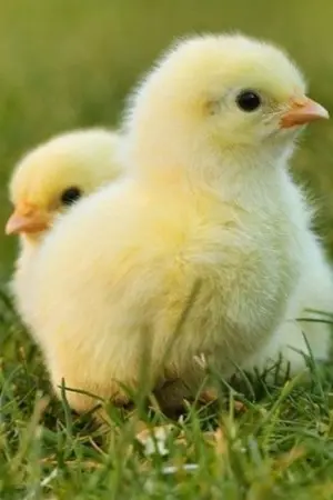 ปกนิยาย คุณหนูเล็ก Kaihun |chanbaek