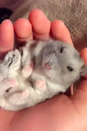 ปกนิยาย พี่เสือกับแฮมสเตอร์ของเขา [YAOI]