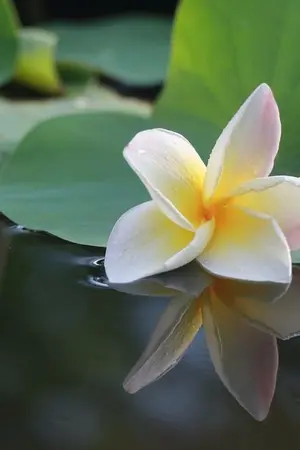 ปกนิยาย EXO || ใต้แสงหทัย {Hunbaek}