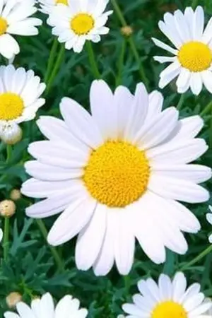 ปกนิยาย My Secret Love ผมล่อ (รัก) คุณ