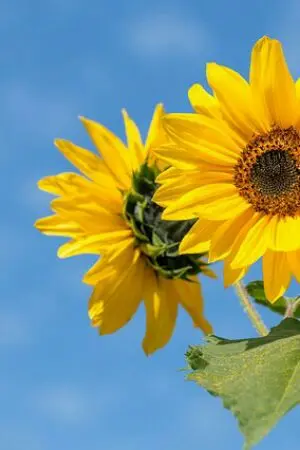 ปกนิยาย ความเพี้ยนของน้องหนู