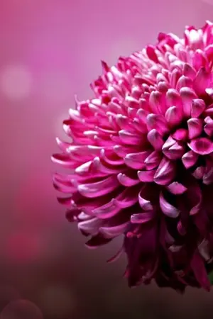 ปกนิยาย ริมรั้วรัก