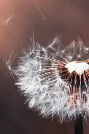 ปกนิยาย เอ่ยคำบอกลาครั้งสุดท้าย