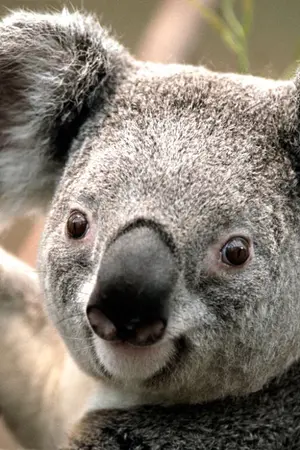 ปกนิยาย family