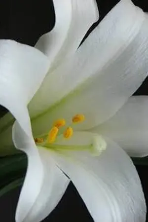 ปกนิยาย นิยายวาย [yuri] Lilly, I love you!