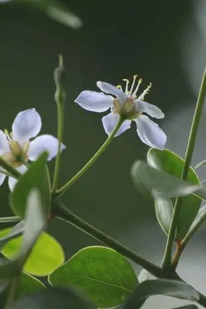 ปกนิยาย กณิการ์ (องนีเอล)