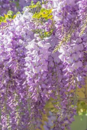 ปกนิยาย KNY X READER