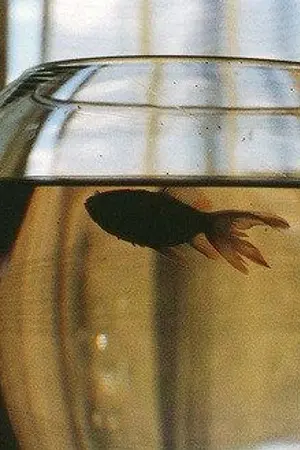 ปกนิยาย Before winter comes