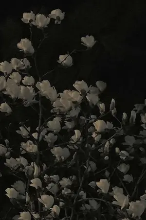 ปกนิยาย ( Vampire Twilight × Oc)