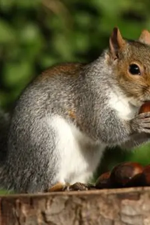 ปกนิยาย [MinNo] Little Tree of SQUIRREL and His ACORN (OS/SF)