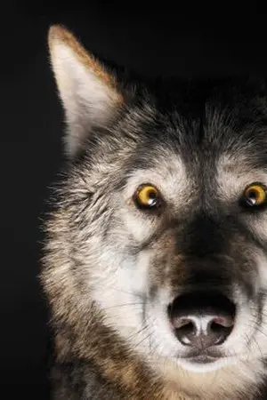 ปกนิยาย [sf] where wolfs #nielong