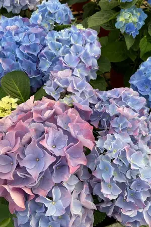 ปกนิยาย Attack on Titan Hydrangea x oc