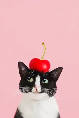 ปกนิยาย [OS/SF] cherrygood ❀ | produce x 101