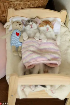 ปกนิยาย [IDOLPRODUCER] Secrets Twins - เฉิงคุน ChengKun , จัสจอง JusJung