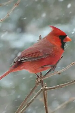 ปกนิยาย [Akakuro] Story Of Birds