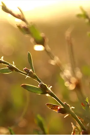 ปกนิยาย สลับตัวมาพบรัก