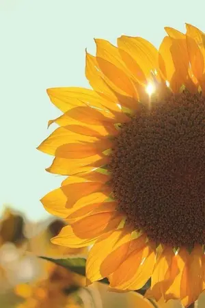 ปกนิยาย the sun of sunflower อาทิตย์ของตะวัน