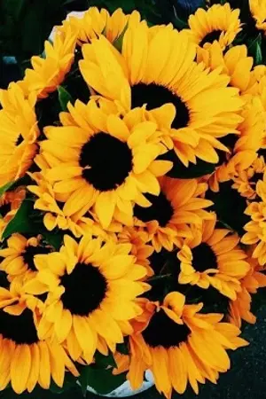 ปกนิยาย (sf/os) 해바라기 my sunflower #kaihun