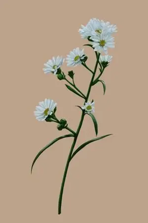 ปกนิยาย [Fic Harry Potter]  Cutter Flower (ss/oc)