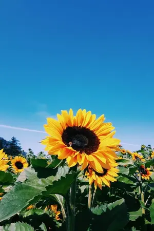 ปกนิยาย [Fic MHA/BNHA] The Sun and Sunflower (BKDK)