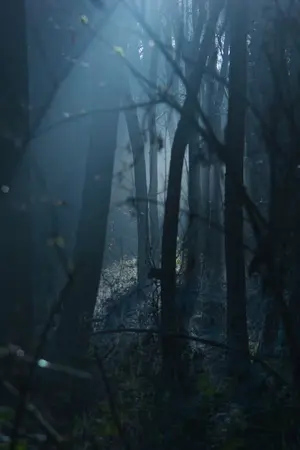 ปกนิยาย Into the wood (TMR/HP)