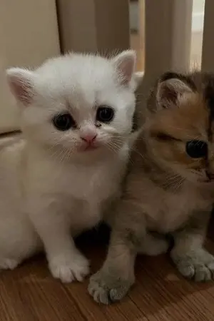 ปกนิยาย ในสายตาของไข่ดาว