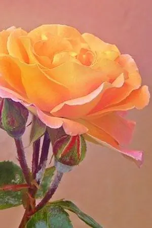 ปกนิยาย กุหลาบสีส้ม  (Orange Rose)