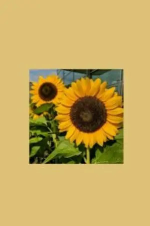 ปกนิยาย [sf/os]  happier :) [chanbaek]