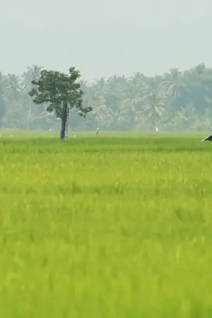 ปกนิยาย รักวุ่นวุ่นของสาวขี้วีน