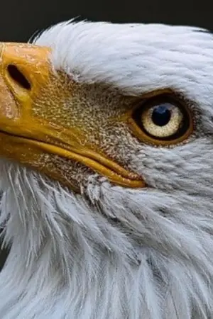 ปกนิยาย เป็นหมอต้องล่าสิ!!