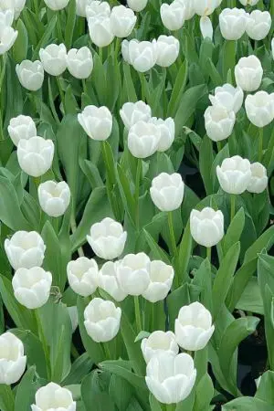 ปกนิยาย กลิ่นกลั่นความทรงจำ