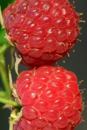 ปกนิยาย ความรักครั้งนี้จะเลือกใคร