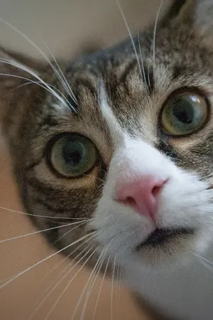 ปกนิยาย [YURI] ประธานแมวกับอดีตสาวแกล