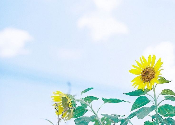 โหวตแนวนิยาย