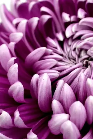 ปกนิยาย Sad type: ความเหงาไม่เคยทำให้ฉันตาย