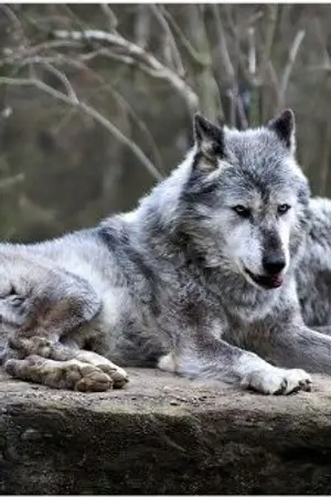 ปกนิยาย fic harry potter การเป็นปีเตอร์ เพ็ตติกรูส์ไม่ใช่เรื่องง่ายนะ [วายจ้า ชายxชาย]