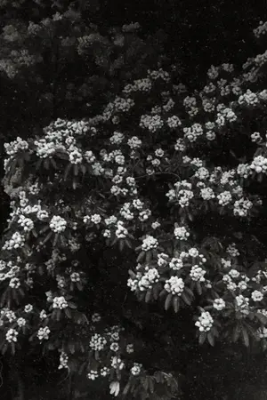 ปกนิยาย สิ้นกลิ่นพญาสัตบรรณ / nct