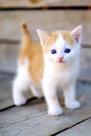 ปกนิยาย #เราไม่ได้ชื่อมอมแมม [chanbaek]