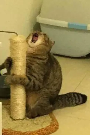 ปกนิยาย CAT : รักนะแมวโง่ [Yuri]