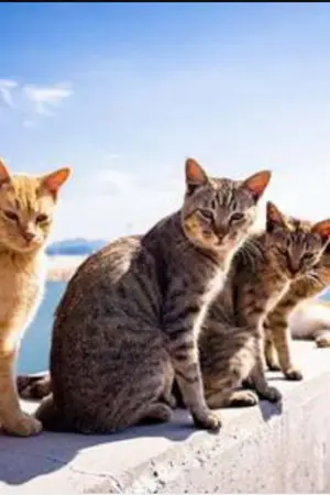 ปกนิยาย เฮง เฮง แก๊งแมวกวนป่วนบ้าน