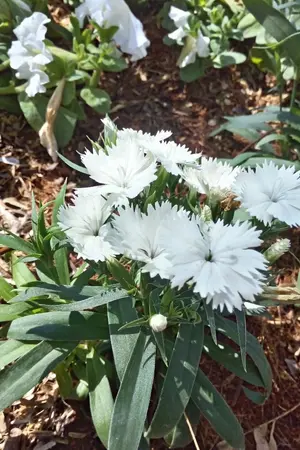 ปกนิยาย Choose LOVE answer รักนี้มีคำตอบ