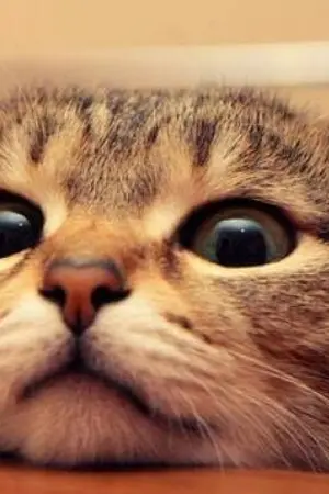 ปกนิยาย เขามาพร้อมกับฝน