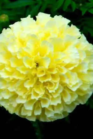 ปกนิยาย คนชัง (18+)