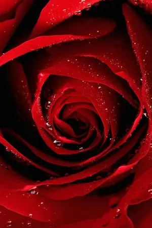 ปกนิยาย [Fic Yume100] น้ำตาและความอาฆาตสีแดง